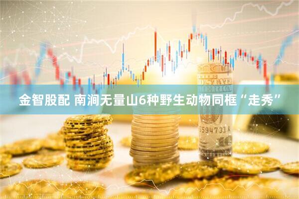 金智股配 南涧无量山6种野生动物同框“走秀”